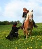 Reitbegleithund Hund und Pferd